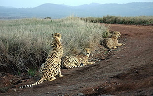 three leopards sitting beside bushes